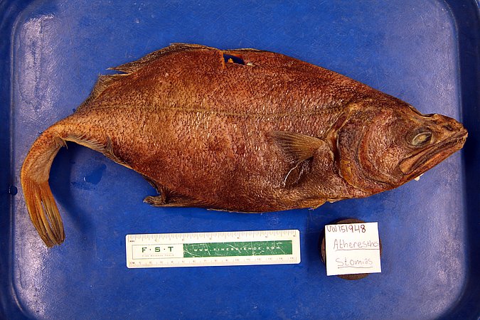 Image UW151948 of sample UW151948 (species: Atheresthes stomias) / © University of Washington Burke Museum Fish Collection