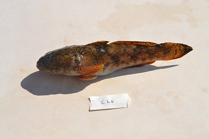 Image C026-1 of sample C026 (species: Gobius cobitis) / © Prof. Dr. Reinhold Hanel