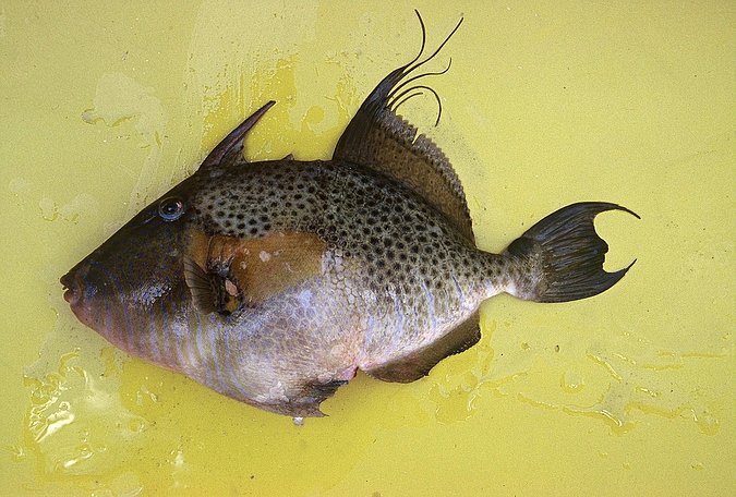 Image A412-1 of sample A412 (species: Balistes punctatus) / © Prof. Dr. Reinhold Hanel