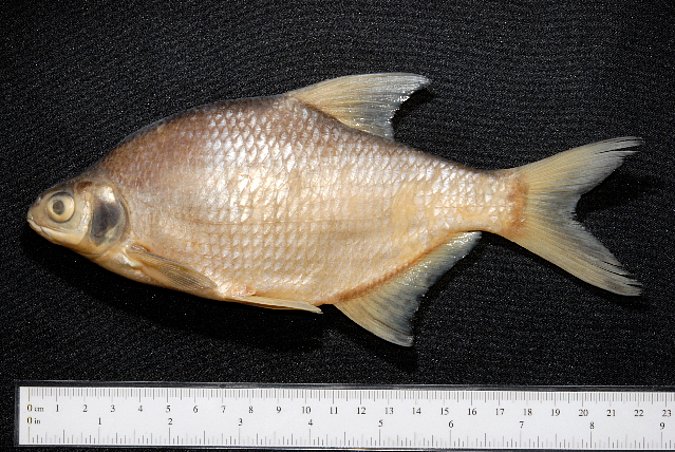 Image ZSM-PIS-037483|ZSM-BayFi 07644 of sample ZSM-PIS-037483|ZSM-BayFi 07644 (species: Blicca bjoerkna) / © LGL_SNSB/ZSM