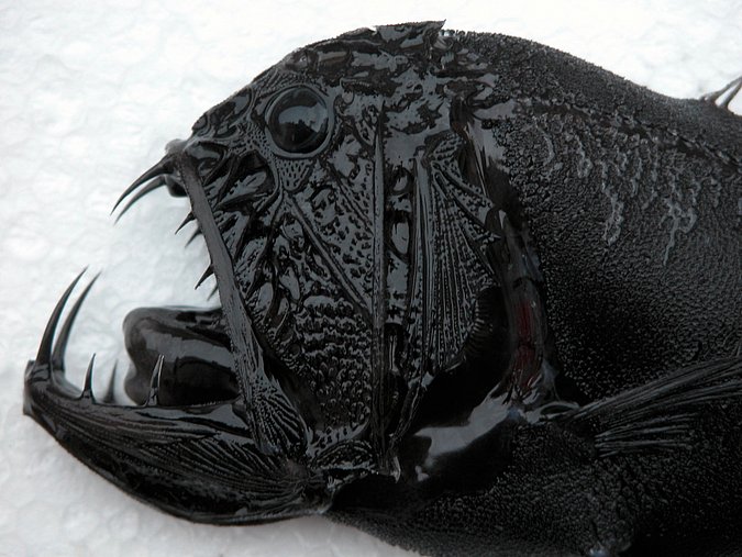 Image Sp396-1 of sample Sp396 (species: Anoplogaster cornuta) / © Prof. Dr. Reinhold Hanel