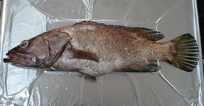 Image T103-2 of sample T103 (species: Anyperodon leucogrammicus) / © Prof. Dr. Reinhold Hanel