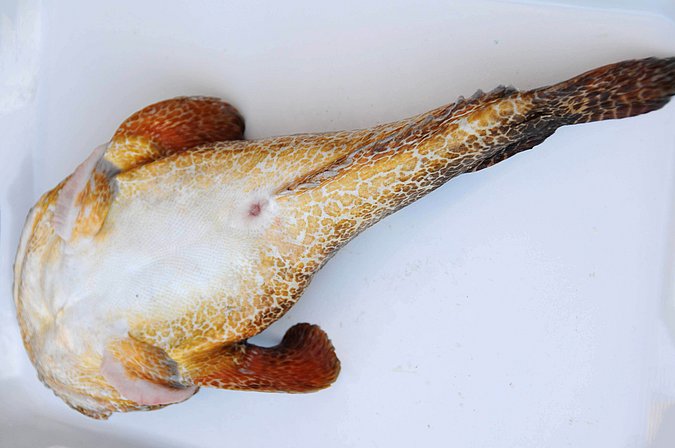 Image MA086-2 of sample MA086 (species: Halobatrachus didactylus) / © Prof. Dr. Reinhold Hanel