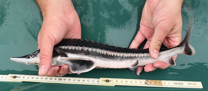 Image Acipenser_nudiventris_LGL_S1 of sample Acipenser_nudiventris_LGL_S1 (species: Acipenser nudiventris) / © Prof. Dr. Reinhold Hanel