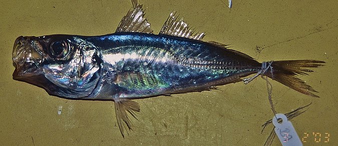 Image B009-1 of sample B009 (species: Trachurus trecae) / © Prof. Dr. Reinhold Hanel