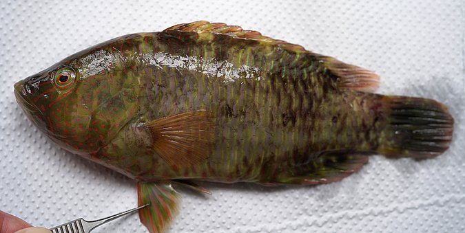 Image S007-3 of sample S007 (species: Cheilinus trilobatus) / © Prof. Dr. Reinhold Hanel