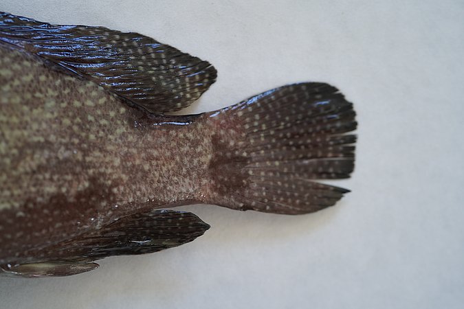 Image S062-3 of sample S062 (species: Epinephelus ongus) / © © Johann Heinrich von Thünen Institute