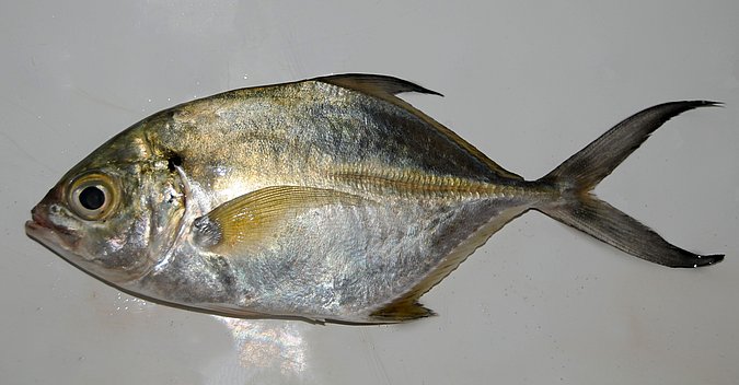 Image G061-1 of sample G061 (species: Caranx senegallus) / © Prof. Dr. Reinhold Hanel