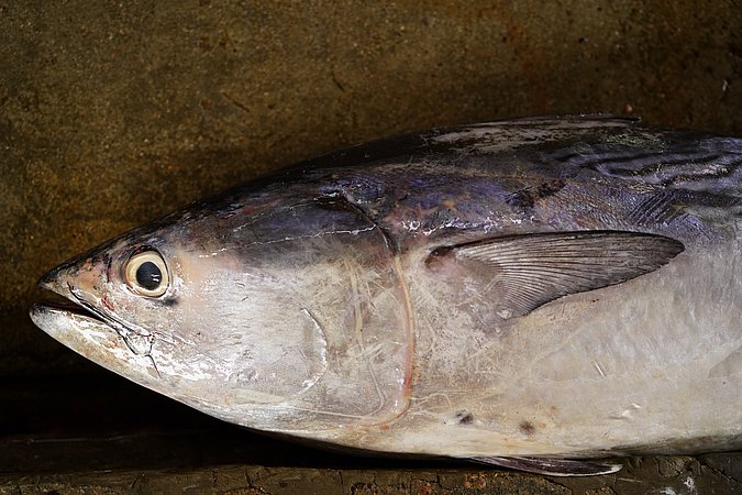 Image S101-4 of sample S101 (species: Euthynnus affinis) / © © Johann Heinrich von Thünen Institute