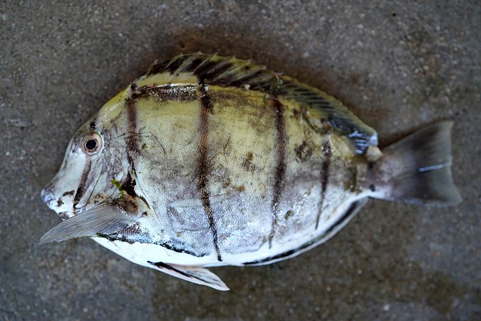 Image S211-1 of sample S211 (species: Acanthurus triostegus) / © Prof. Dr. Reinhold Hanel