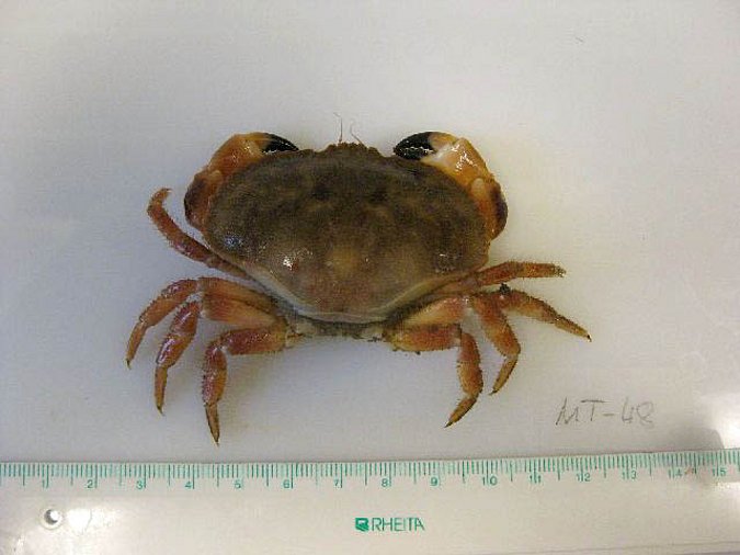 Image MT00048-1 of sample MT00048 (species: Cancer pagurus) / © Prof. Dr. Reinhold Hanel
