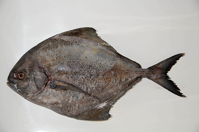 Image O052-1 of sample O052 (species: Parastromateus niger) / © Prof. Dr. Reinhold Hanel