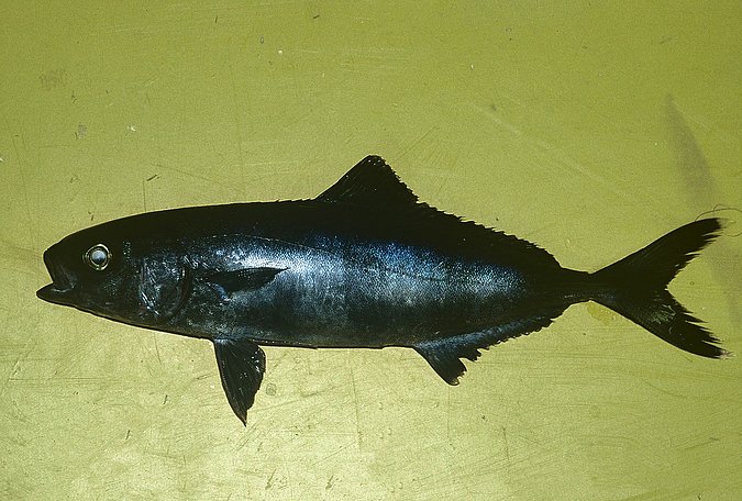 Image B301_____0073 of sample B301 (species: Naucrates ductor) / © Prof. Dr. Reinhold Hanel