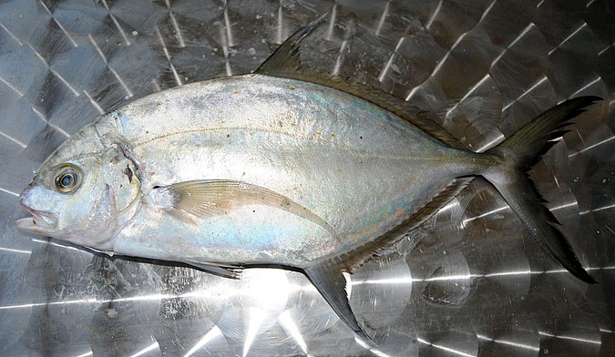 Image O032-2 of sample O032 (species: Ferdauia ferdau) / © Prof. Dr. Reinhold Hanel