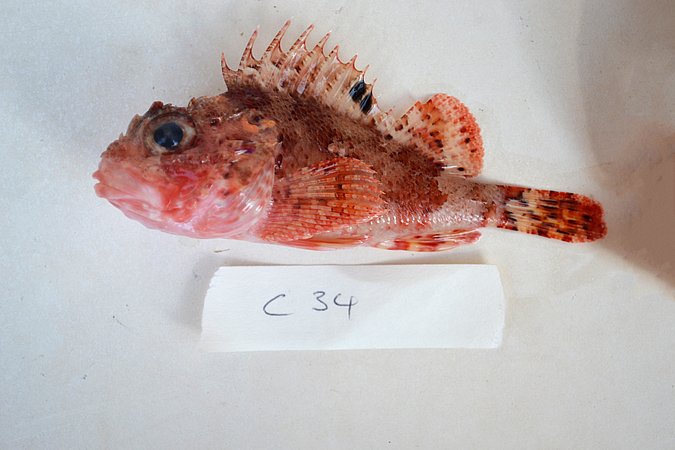Image C034-1 of sample C034 (species: Scorpaena notata) / © Prof. Dr. Reinhold Hanel