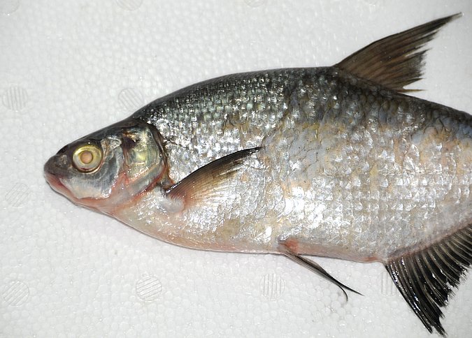 Image IR053-2 of sample IR053 (species: Abramis brama) / © Prof. Dr. Reinhold Hanel