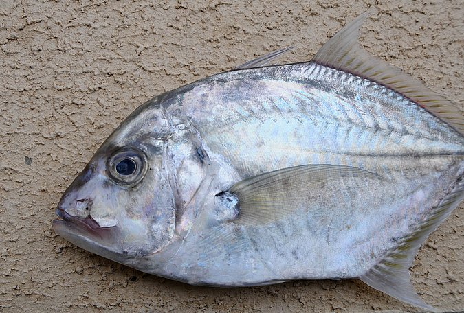 Image O022-2 of sample O022 (species: Platycaranx malabaricus) / © Prof. Dr. Reinhold Hanel