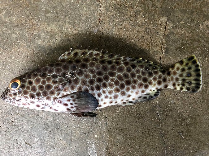 Image S150-4 of sample S150 (species: Epinephelus macrospilos) / © Prof. Dr. Reinhold Hanel