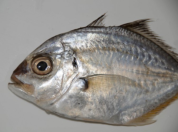 Image O053-2 of sample O053 (species: Platycaranx malabaricus) / © Prof. Dr. Reinhold Hanel