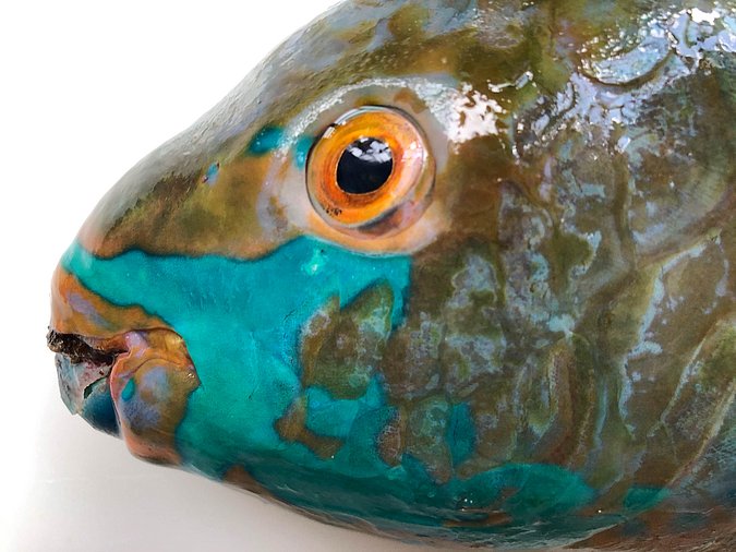 Image S183-3 of sample S183 (species: Scarus falcipinnis) / © Prof. Dr. Reinhold Hanel