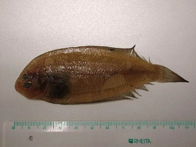 Image MT00602-1 of sample MT00602 (species: Arnoglossus laterna) / © Prof. Dr. Reinhold Hanel