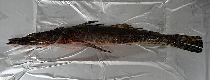 Image T162-2 of sample T162 (species: Papilloculiceps longiceps) / © Prof. Dr. Reinhold Hanel