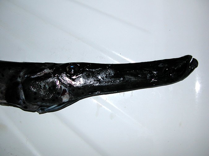 Image KV009-2 of sample KV009 (species: Aulostomus strigosus) / © Prof. Dr. Reinhold Hanel