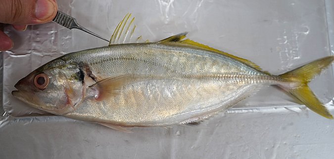 Image T150-2 of sample T150 (species: Atule mate) / © Prof. Dr. Reinhold Hanel
