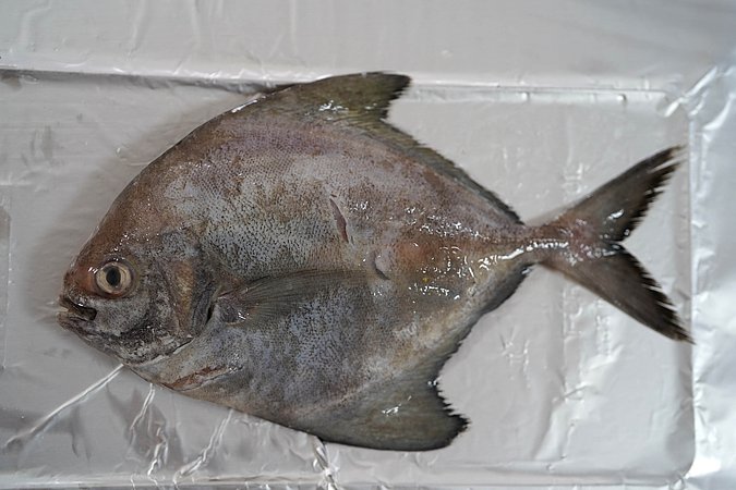 Image T179-1 of sample T179 (species: Parastromateus niger) / © Prof. Dr. Reinhold Hanel
