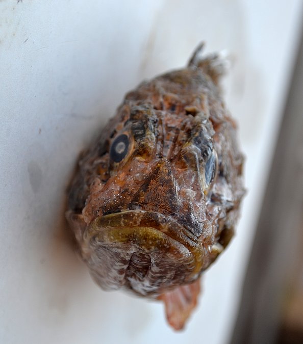 Image C017-2 of sample C017 (species: Scorpaena porcus) / © Prof. Dr. Reinhold Hanel