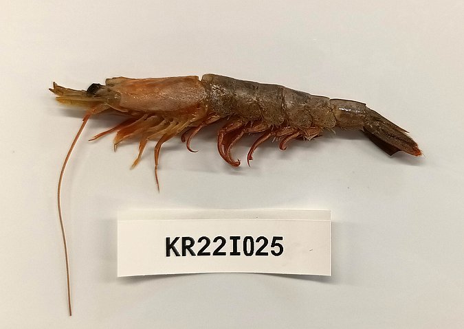 Image Kr22I025 of sample Kr22I025 (species: Parapenaeopsis stylifera) / © Chandrasena Reddy, Intertek, Hyderabad, India