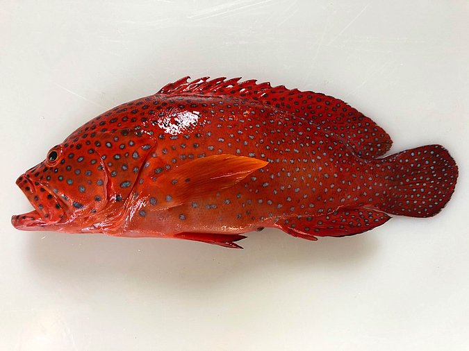 Image S229-2 of sample S229 (species: Cephalopholis miniata) / © Prof. Dr. Reinhold Hanel