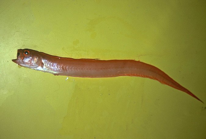 Image A267-1 of sample A267 (species: Cepola pauciradiata) / © Prof. Dr. Reinhold Hanel