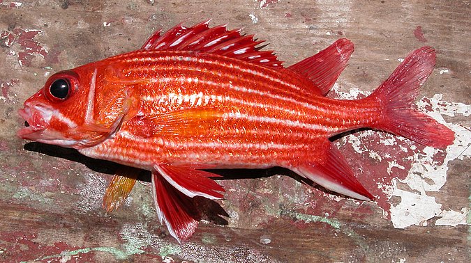 Image KV015 of sample KV015 (species: Sargocentron hastatum) / © Prof. Dr. Reinhold Hanel