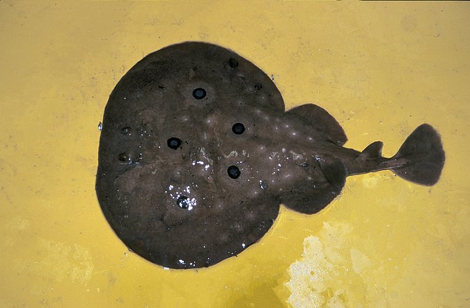 Image A104-1 of sample A104 (species: Raja miraletus) / © Prof. Dr. Reinhold Hanel