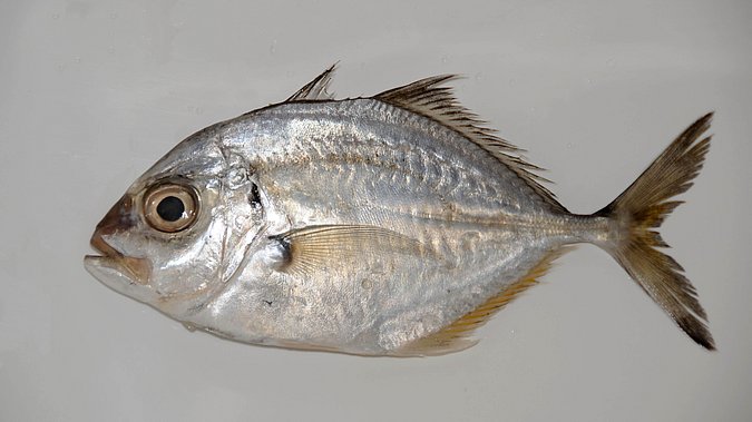 Image O053-1 of sample O053 (species: Platycaranx malabaricus) / © Prof. Dr. Reinhold Hanel