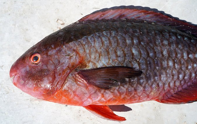 Image S205-2 of sample S205 (species: Scarus falcipinnis) / © Prof. Dr. Reinhold Hanel