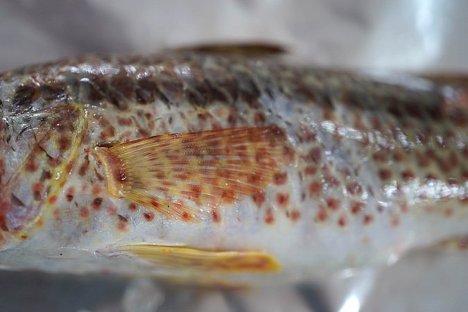 Image T045-4 of sample T045 (species: Upeneus tragula) / © Prof. Dr. Reinhold Hanel