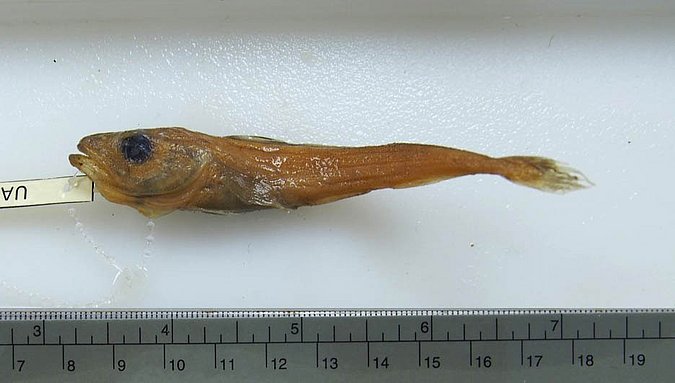 Image UAM_Fish_47926[370345] of sample UAM:Fish:47926 [370345] (species: Boreogadus saida) / © University of Alaska Fairbanks