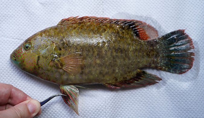 Image S004-2 of sample S004 (species: Cheilinus chlorourus) / © Prof. Dr. Reinhold Hanel