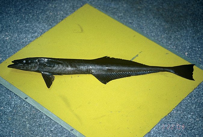 Image B318_____0236 of sample B318 (species: Echeneis naucrates) / © Prof. Dr. Reinhold Hanel