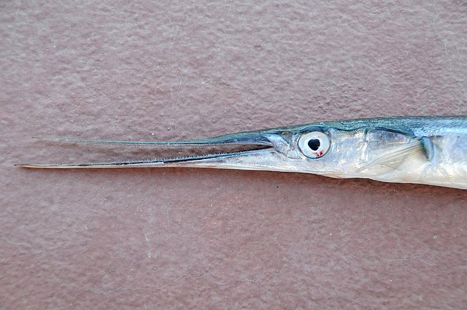 Image MA084-2 of sample MA084 (species: Belone belone) / © Prof. Dr. Reinhold Hanel