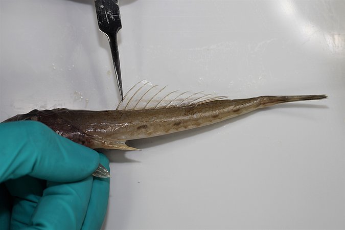 Image MG0019-2 of sample MG0019 (species: Callionymus lyra) / © Tina Blancke