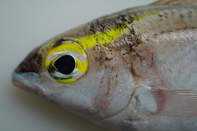 Image S172-4 of sample S172 (species: Scolopsis frenata) / © © Johann Heinrich von Thünen Institute