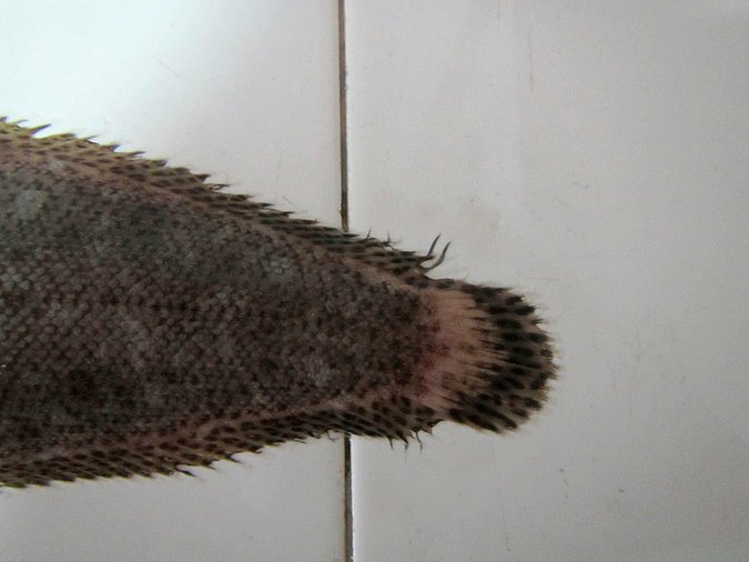 Image MA022-2 of sample MA022 (species: Dagetichthys lusitanicus) / © Prof. Dr. Reinhold Hanel