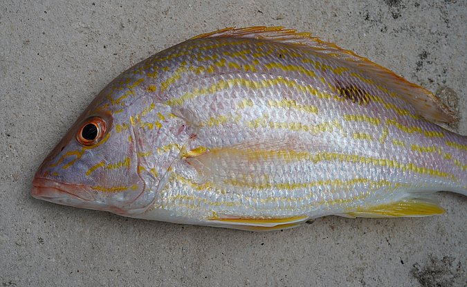 Image T237-2 of sample T237 (species: Lutjanus synagris) / © Prof. Dr. Reinhold Hanel