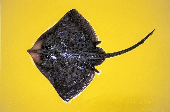Image A437-1 of sample A437 (species: Raja straeleni) / © Prof. Dr. Reinhold Hanel