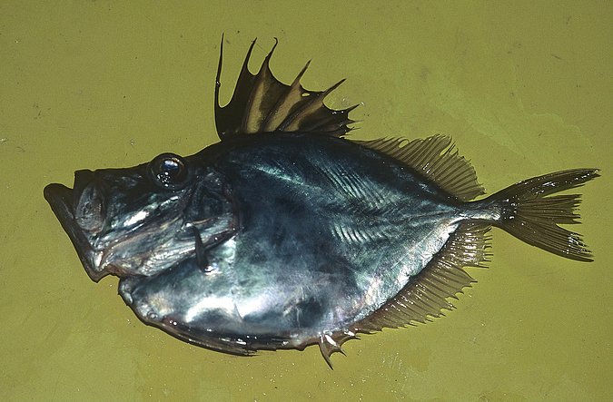 Image B186_____0241 of sample B186 (species: Zenopsis conchifer) / © Prof. Dr. Reinhold Hanel