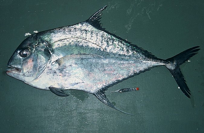 Image B332_____0079 of sample B332 (species: Alectis ciliaris) / © Prof. Dr. Reinhold Hanel