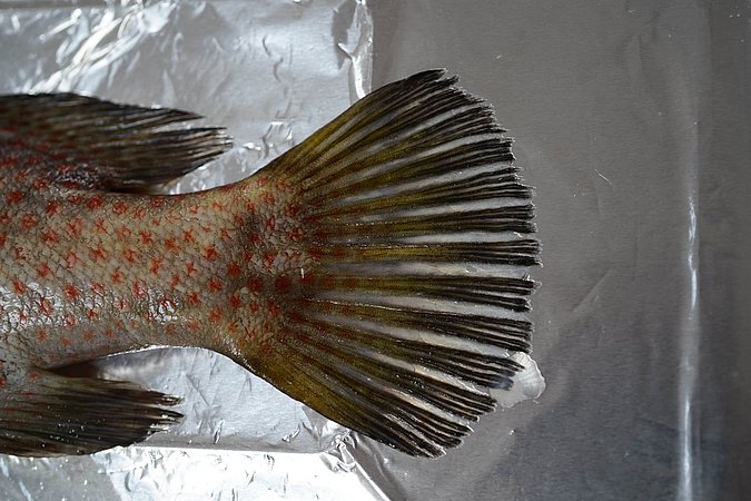 Image T103-17 of sample T103 (species: Anyperodon leucogrammicus) / © Prof. Dr. Reinhold Hanel